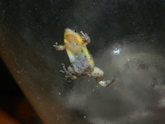 Elachistocleis bicolor