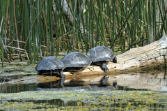 Pseudemys concinna suwanniensis