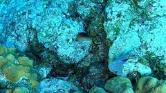 Prognathodes aculeatus