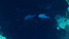 Caranx lugubris