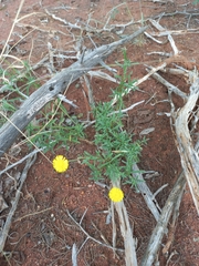 Felicia mossamedensis