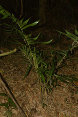 Bactris setosa