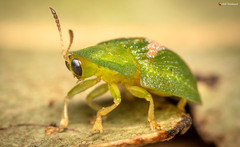 Cassida dorsovittata