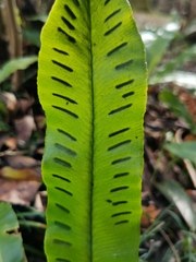 Asplenium scolopendrium