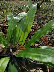 Asplenium scolopendrium