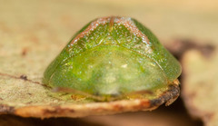 Cassida dorsovittata