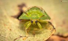 Cassida dorsovittata