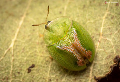 Cassida dorsovittata