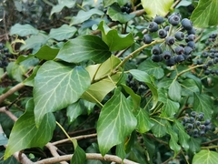 Hedera colchica