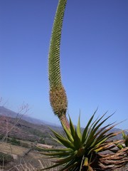 Agave warelliana
