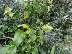 Hedera colchica