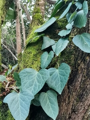 Hedera colchica