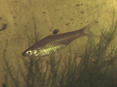 Emerald-Eye Rasbora photo 5