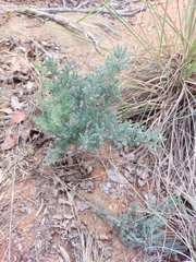Asparagus flavicaulis