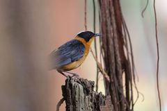 Cossypha niveicapilla