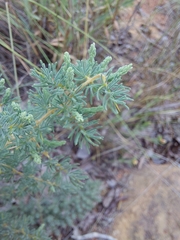 Asparagus flavicaulis