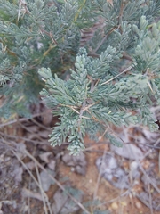 Asparagus flavicaulis