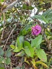 Elleanthus capitatus