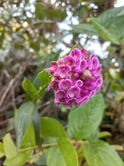 Elleanthus capitatus