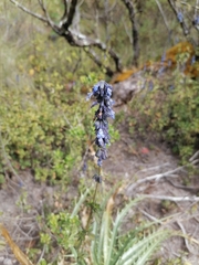 Salvia helianthemifolia