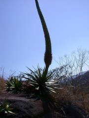 Agave warelliana