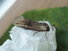 Crambodes talidiformis