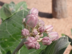 Calotropis gigantea