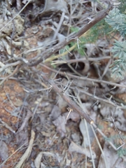 Asparagus flavicaulis