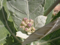 Calotropis gigantea