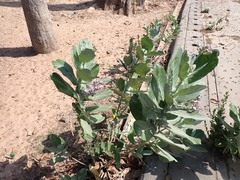 Calotropis gigantea