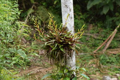 Vriesea rodigasiana