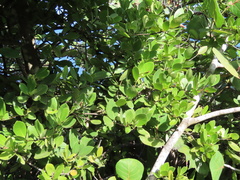 Elaeodendron xylocarpum