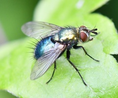 Chrysosomopsis aurata