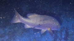 Lutjanus cyanopterus