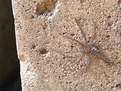 Sparassidae