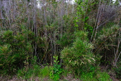 Bergbambos tessellata