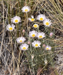 Erigeron concinnus