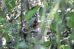 Synallaxis erythrothorax