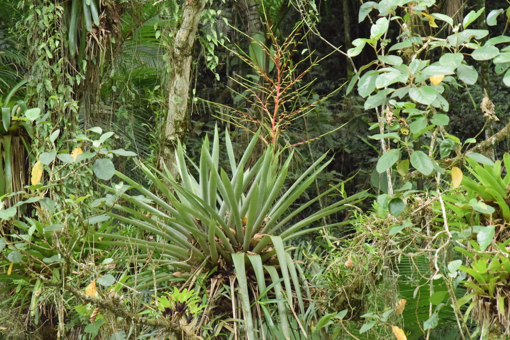 Vriesea paratiensis