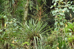 Vriesea paratiensis