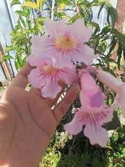Podranea