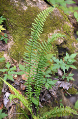 Asplenium platyneuron image