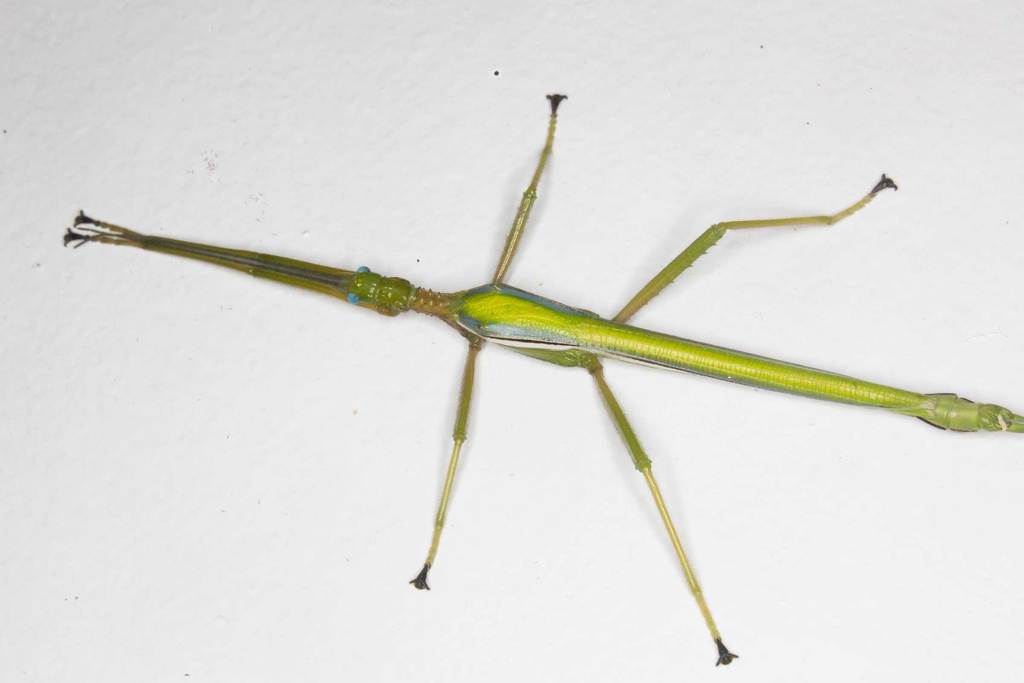 Micropodacanthus