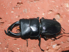 Dorcus reichei prosti