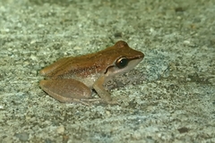 Pristimantis ramagii