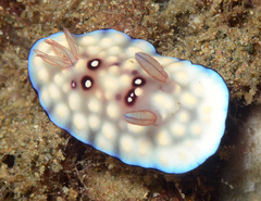 Goniobranchus hintuanensis