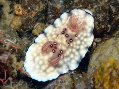 Goniobranchus hintuanensis