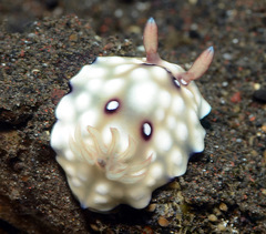 Goniobranchus hintuanensis