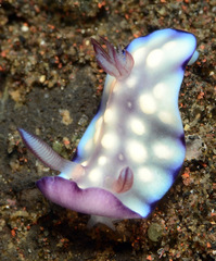 Goniobranchus hintuanensis