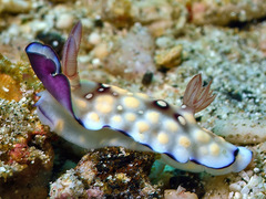 Goniobranchus hintuanensis